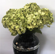 LEMON GREEN HYDRANGEAS SET3